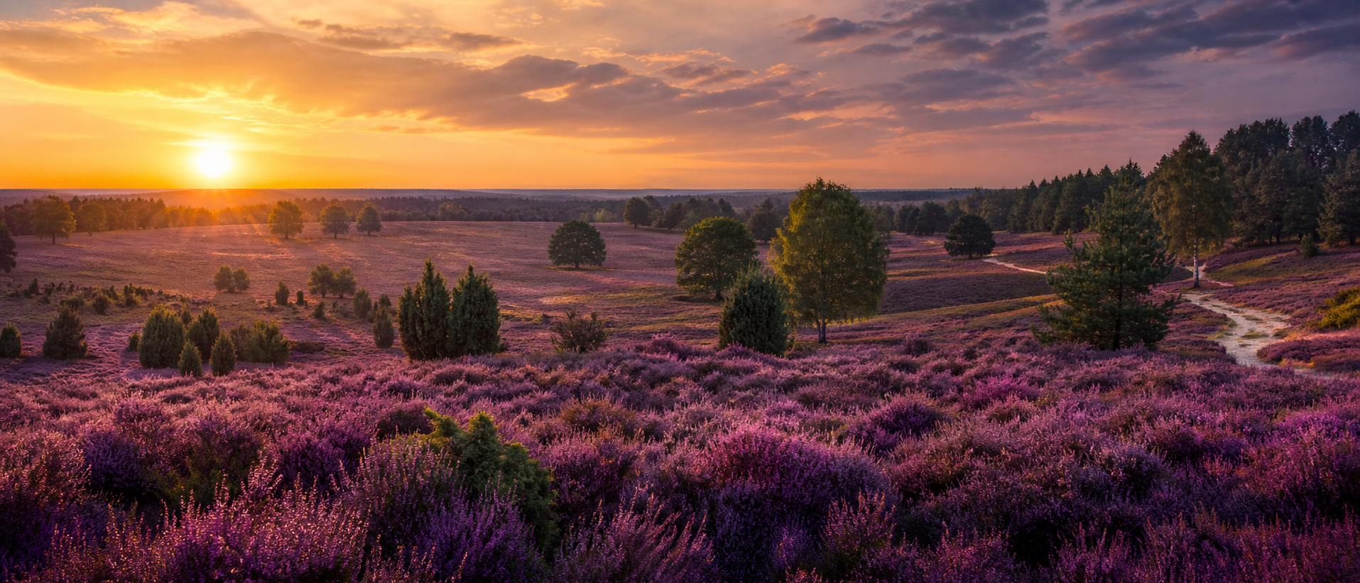 Lüneburger Heide bei Sonnenuntergang